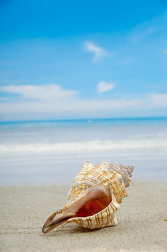 海灘貝殼
