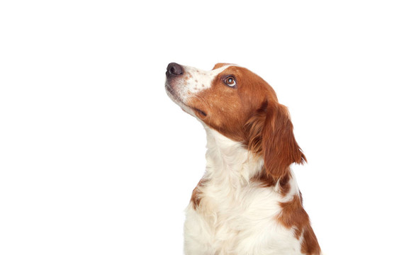 好的獵犬