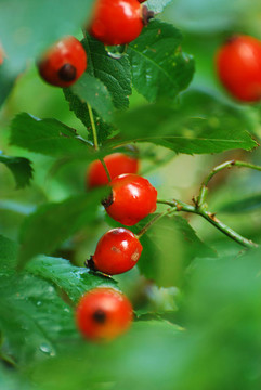 雨后6 Rosehip bush