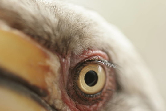 Hornbill的眼睛