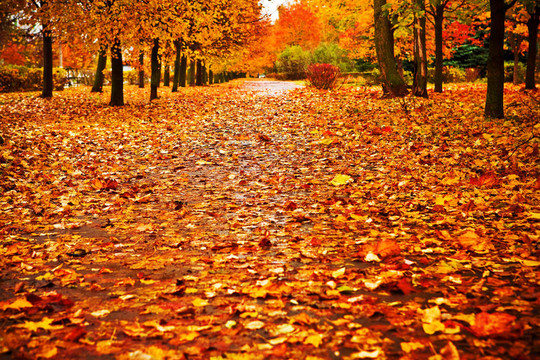 紅色的秋園