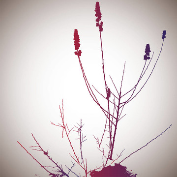 花的輪廓。插畫