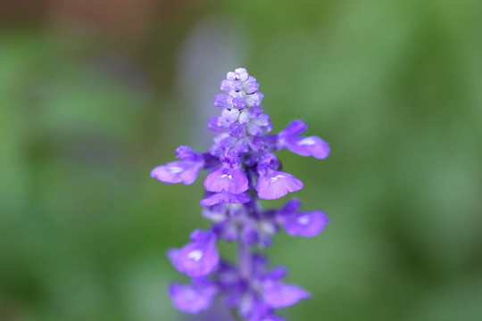 紫色的花