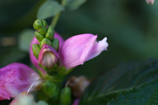 紫龜頭花