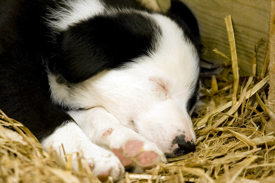 邊境牧羊犬的小狗睡在稻草床上