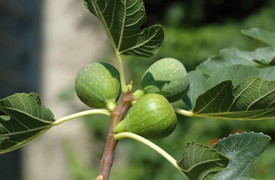 無花果樹的果實(shí)（Ficus carica）