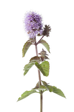 開(kāi)花水薄荷