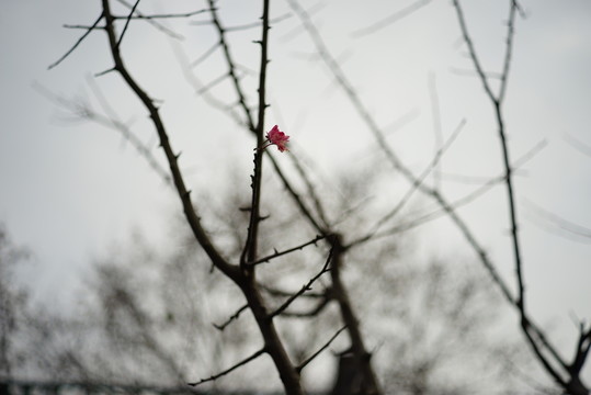 樹枝 桃花 冬季 梅花