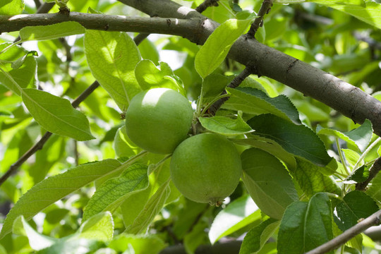 兩個綠蘋果在樹枝上