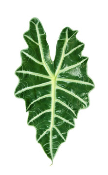 大葉子的植物