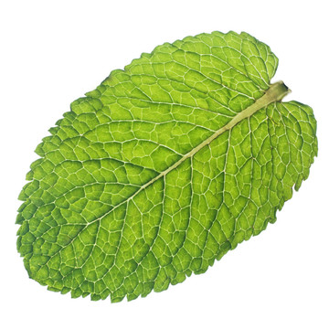 薄荷葉