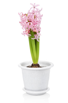 風信子花盆栽隔離