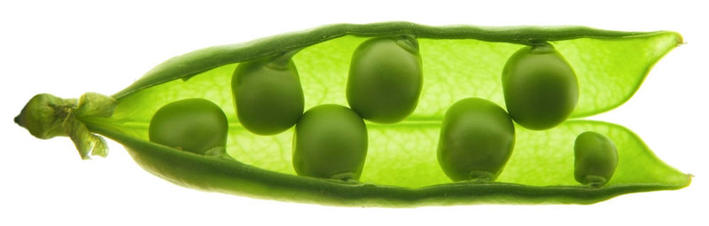 豆莢