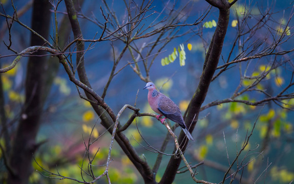 斑鳩