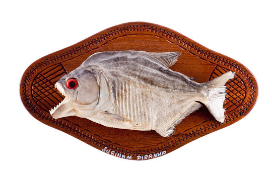 食人魚(yú)作為戰(zhàn)利品的木材