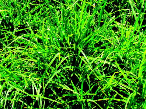 长绿色草叶