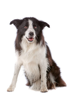 邊境牧羊犬