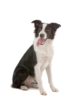 邊境牧羊犬
