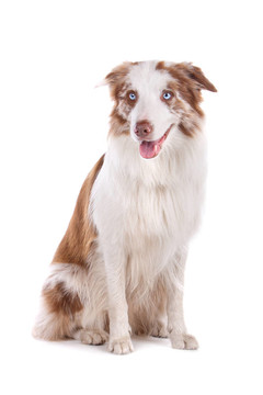 邊境牧羊犬