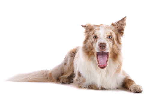 邊境牧羊犬