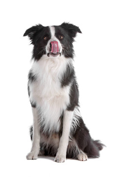 邊境牧羊犬