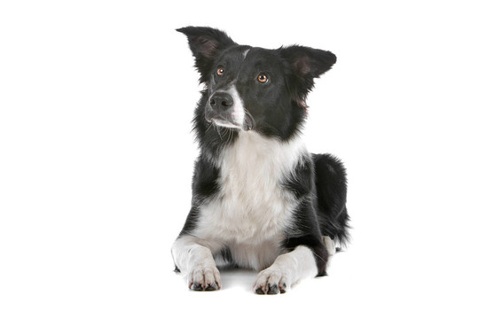 邊境牧羊犬