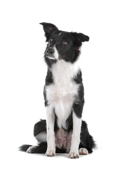 邊境牧羊犬