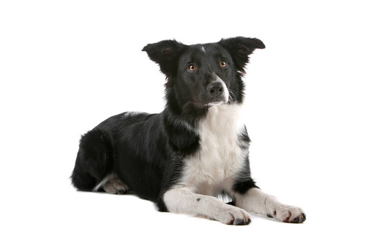 邊境牧羊犬