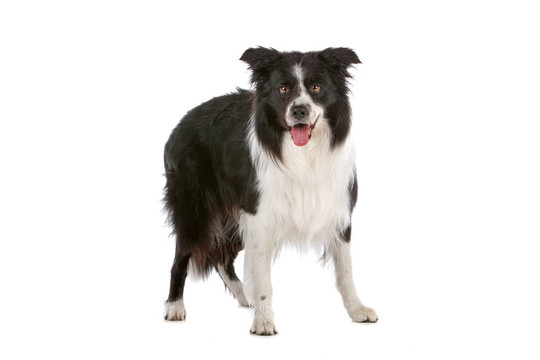 邊境牧羊犬