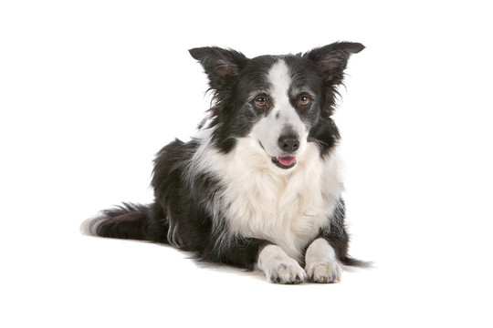 邊境牧羊犬