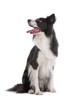 邊境牧羊犬