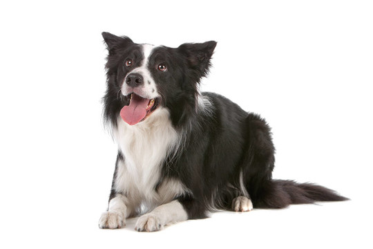 邊境牧羊犬