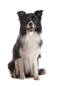 邊境牧羊犬
