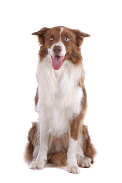 邊境牧羊犬