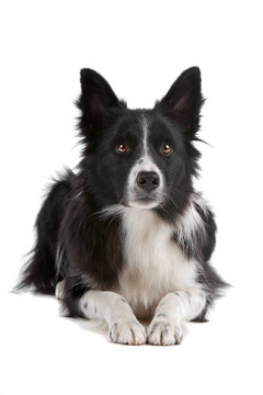 邊境牧羊犬