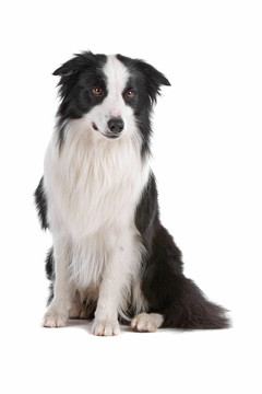 邊境牧羊犬