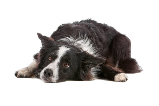 邊境牧羊犬