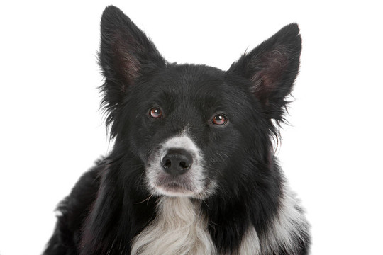 邊境牧羊犬