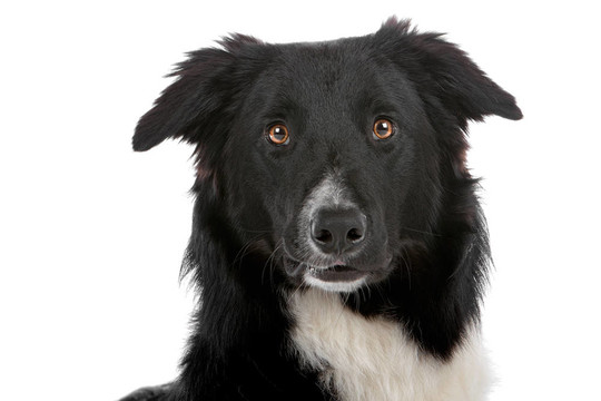 邊境牧羊犬