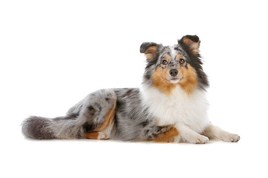 喜樂蒂牧羊犬和牧羊犬