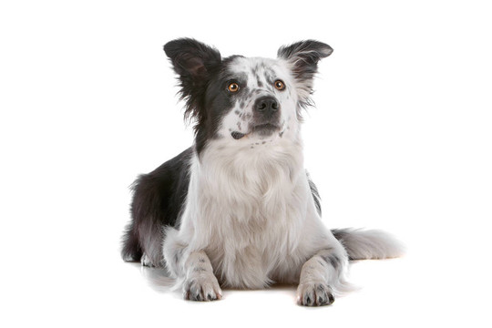 邊境牧羊犬