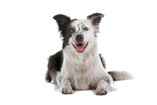 邊境牧羊犬