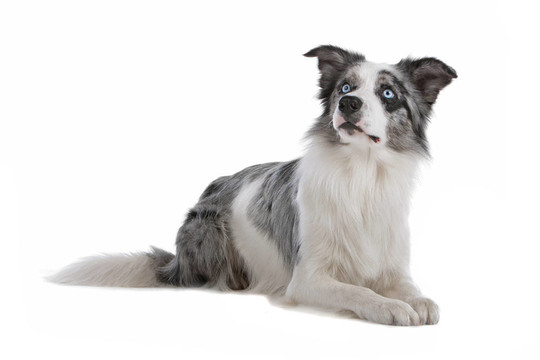 邊境牧羊犬