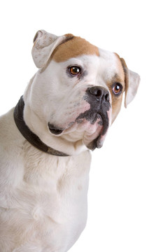 美國斗牛犬