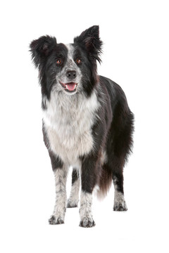 邊境牧羊犬