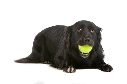 邊境牧羊犬