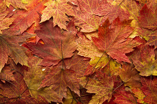 紅楓葉