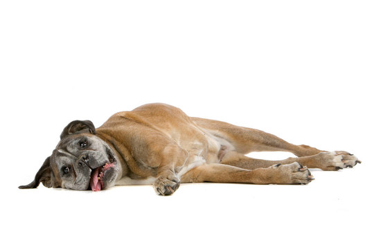 老拳師犬