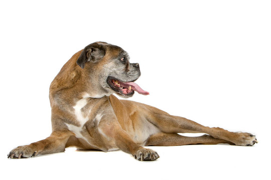 老拳師犬