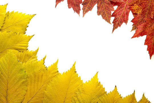 紅楓葉